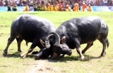 Nhiều trận đấu quyết liệt trong lễ hội chọi trâu truyền thống Đồ Sơn